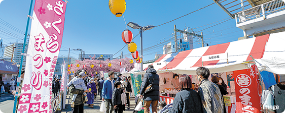 Miura Kaigan Cherry Blossom Festival