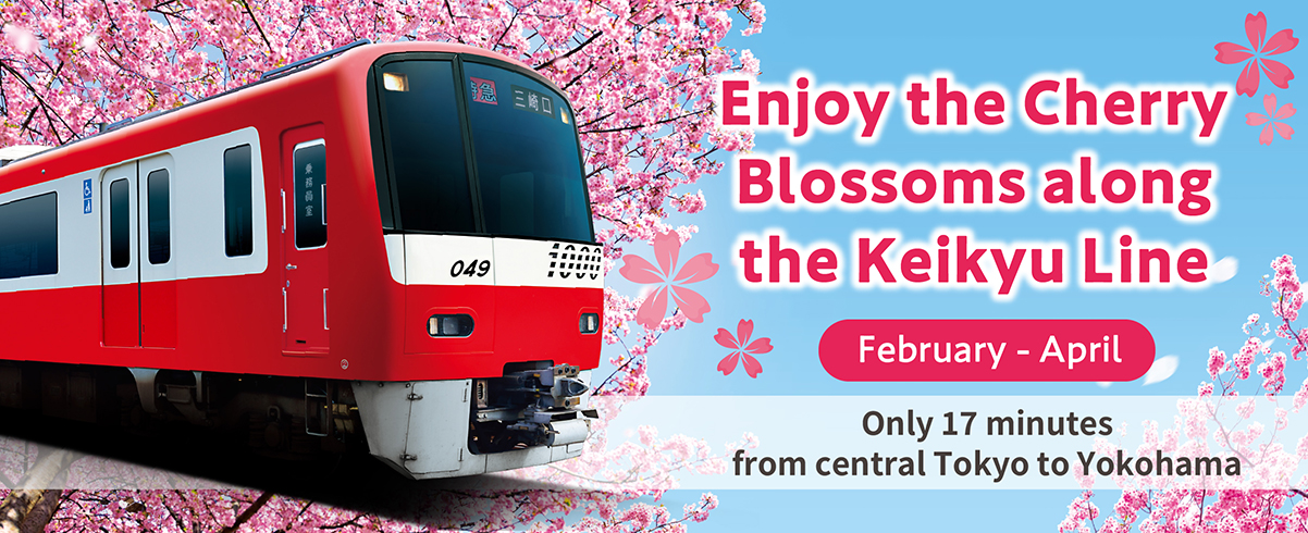 Enjoy the Cherry Blossoms along the Keikyu Line, February - April, Just 17 mins from Tokyo to Yokohama