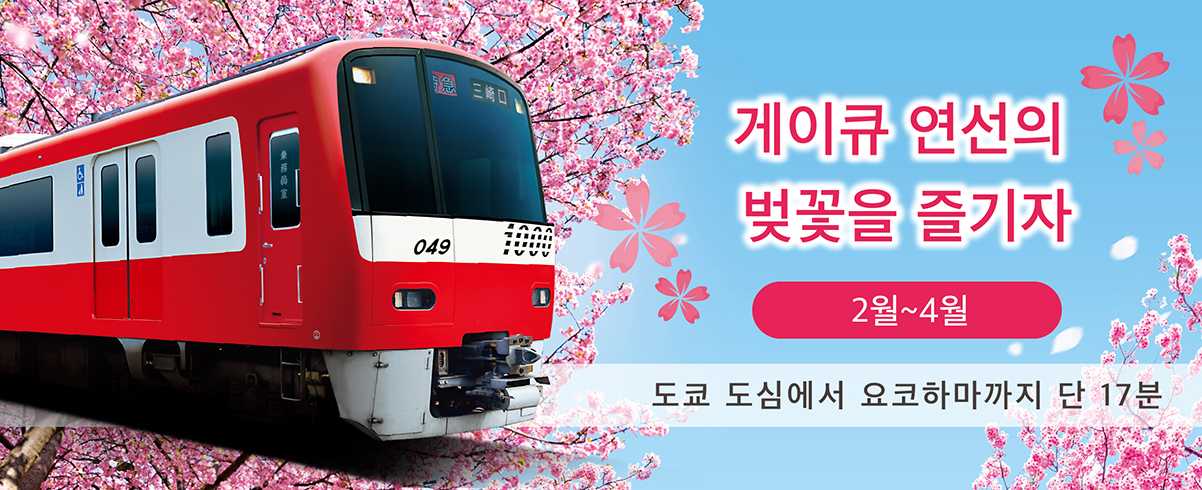 게이큐 연선의 벚꽃을 즐기자 2월~4월 71분 만에 도심에서 미우라 반도로